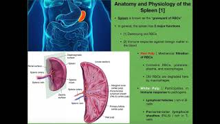 Anatomy amp Physiology of the Spleen [upl. by Ahsieki]