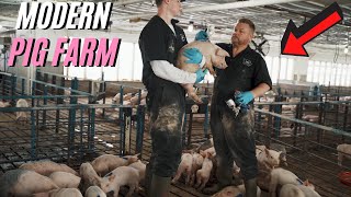 A Full Day Of Modern Pig Farming [upl. by Cacilie]