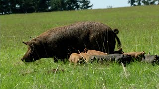 Pastured Pigs A Journey from Farm to Fork [upl. by Palmer]