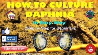 HOW TO CULTURE DAPHNIA In Easy Way [upl. by Jana]