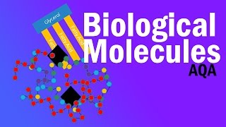 BIOLOGICAL MOLECULES  Detailed AQA Alevel Revision [upl. by Hankins239]